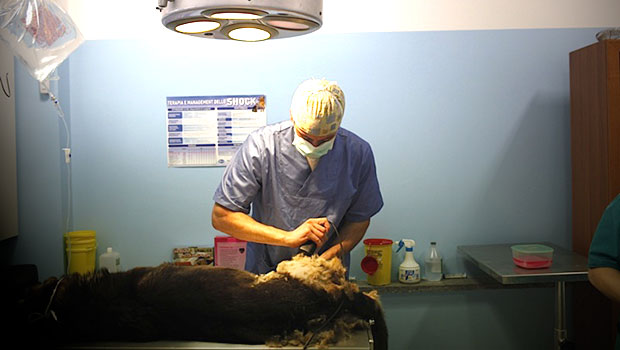 Chirurgia veterinaria
